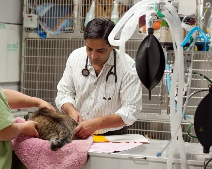 Pet Surgery Services